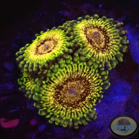 Krustenanemonen „Adonis“ WYSIWYG „AD Special“