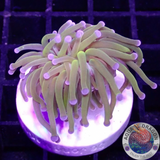 Euphyllia glabrescens „Holy Rapunzel“