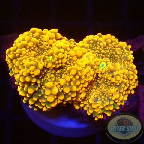 Ricordea yuma „Orange Bear“ WYSIWYG „AD Special“