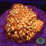 Stylocoeniella spp. “Bling Bling” WYSIWYG
