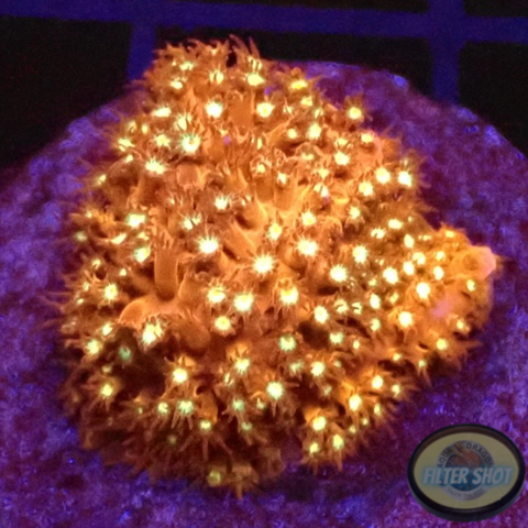 Stylocoeniella spp. “Bling Bling” WYSIWYG