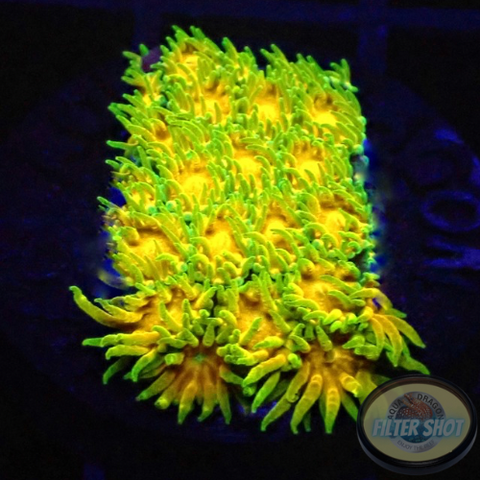 Leptastrea spp. „John Deere“