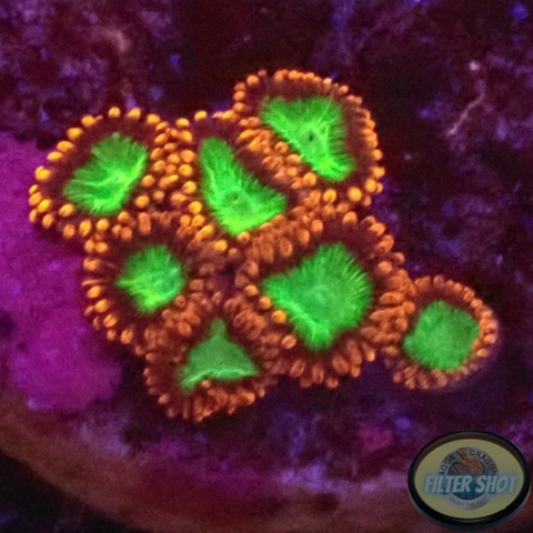Krustenanemonen „Goblin‘s Fire“ WYSIWYG