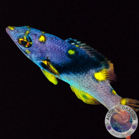 Bodianus mesothorax“ Zweifarbenlippfisch“