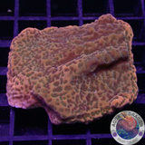Montipora spp. „Sunset“ AD Special