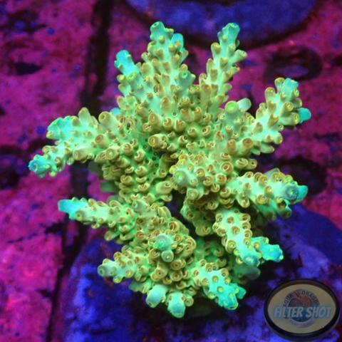 Acropora microclados „Sunny“ WYSIWYG „AD Special“