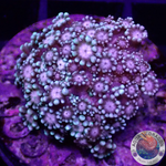 Alveopora spp. „Gentle Flower“ WYSIWYG