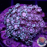 Alveopora spp. „Gentle Flower“ WYSIWYG