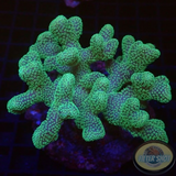 Stylophora pistillata „Pink Beauty“ WYSIWYG „AD Special“