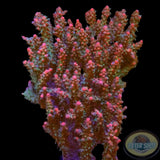 Acropora spp. „The Bush“ WYSIWYG