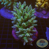 Acropora nana „Star“ WYSIWYG „AD Special“