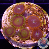 Krustenanemonen „King Midas & Fire & Ice“ WYSIWYG