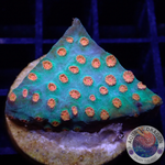 Cyphastrea spp. „Jingle Bells“ WYSIWYG