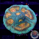 Echinophyllia spp. „Golden Boy“ AD Special