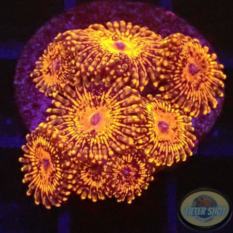 Krustenanemonen „Nightmare“ WYSIWYG