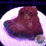 Echinophyllia spp. “Toxic Rim”