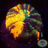 Homophyllia australis „Warpaint“ WYSIWYG