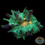 Pectinia spp. „Crimi“ WYSIWYG „AD Special“