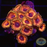 Krustenanemonen „Hallacious“ WYSIWYG