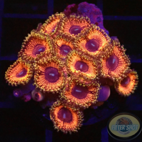 Krustenanemonen „Hallacious“ WYSIWYG