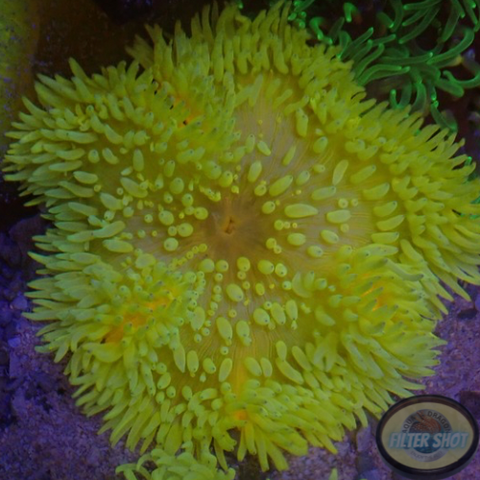 Radianthus crispa WYSIWYG