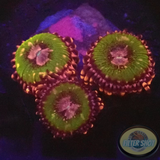 Krustenanemonen „Pink Krakatoa“ WYSIWYG