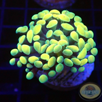 Euphyllia baliensis “Golden Nugget”
