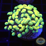 Euphyllia baliensis “Golden Nugget”