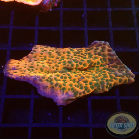 Montipora spp. „Sunset“ WYSIWYG „AD Special“