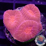 Favia spp. „Bloody Mary“