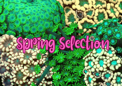 Alveopora Spring Selection Box WYSIWG