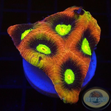 Goniastrea spp. „Dragon Soul“ 🐉 WYSIWYG