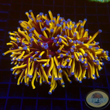 Euphyllia paraglabrescens „24K Solid Bar“ WYSIWYG