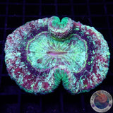 Trachyphyllia spp. „Crystal M***“ WYSIWYG