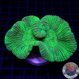 Trachyphyllia spp. „Matrix“ WYSIWYG „AD Special“