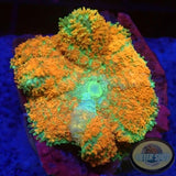 Rhodactis spp. „Cochabamba“ WYSIWYG „AD Special“