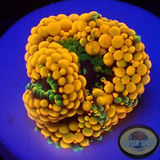 Ricordea florida „Shyne“ WYSIWYG „AD Special“