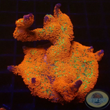 Montipora digitata „Forest Fire“ WYSIWYG „AD Special“
