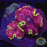 Discosoma spp. „Hells Angel“ WYSIWYG