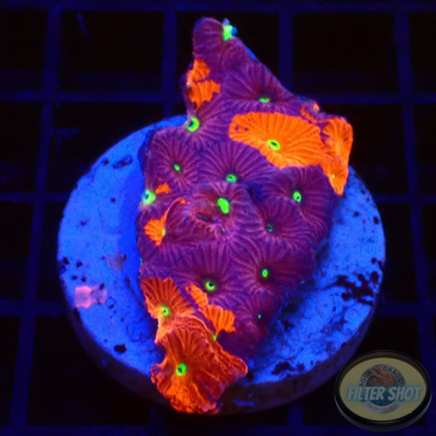 Favites spp. „Ultra Warrior“ WYSIWYG „AD Special“