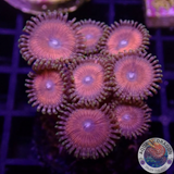 Krustenanemonen „Agent Orange“ WYSIWYG