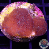 Discosoma spp. & Paradise Zoa „Scarlet“ WYSIWYG „AD Special“