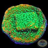 Montipora spp. „Phoenix Evolution“ WYSIWYG