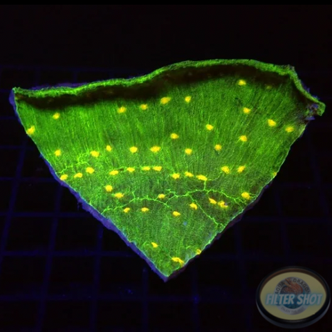 Echinophyllia spp. “Space Wing” WYSIWYG