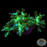 Capnella spp. WYSIWYG