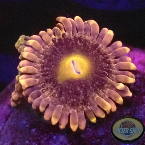 Krustenanemonen “Wonka” WYSIWYG “AD Special”
