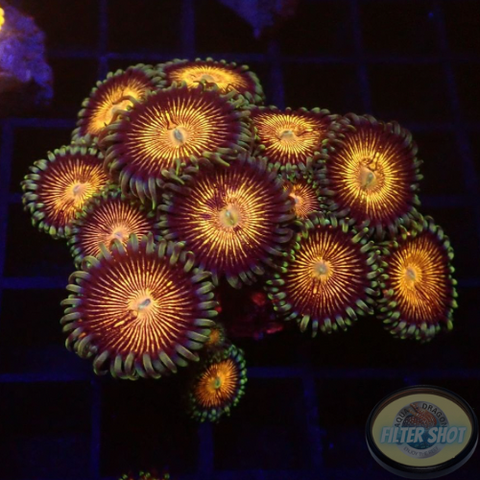 Krustenanemonen „Nirvana“ WYSIWYG