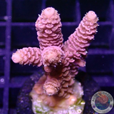 Acropora millepora „Pink Passion“ AD Special“
