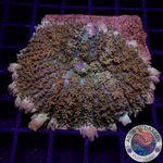 Rhodactis spp. „Bounce Carpet“ WYSIWYG