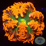 Phymanthus crucifer WYSIWYG